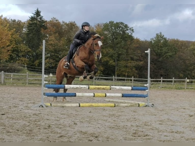 Haflinger Mix Wallach 16 Jahre 148 cm  in Freisen