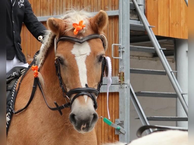 Haflinger Wallach 16 Jahre 150 cm in Mainbernheim