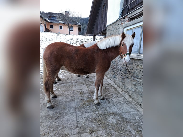 Haflinger Mix Wallach 16 Jahre 151 cm Fuchs in Friesach