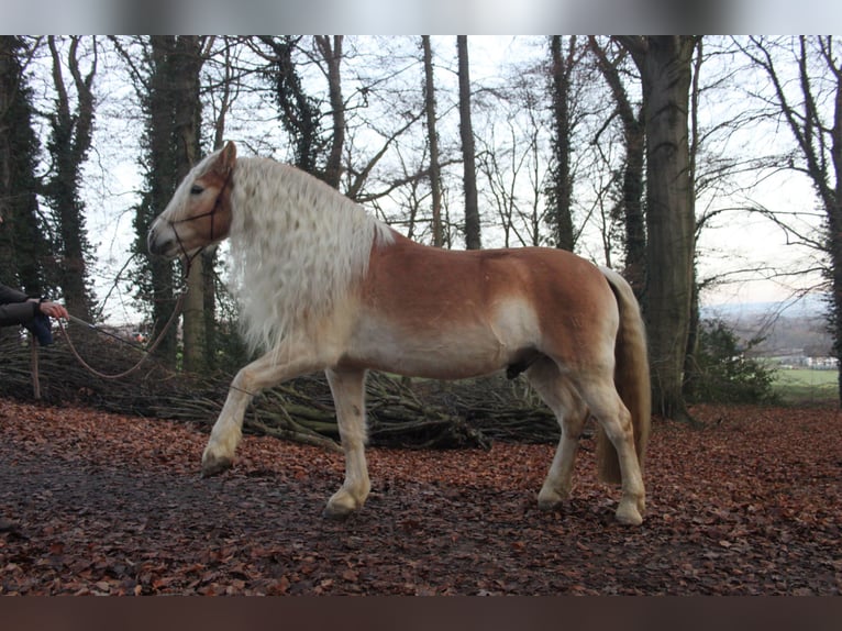 Haflinger Wallach 16 Jahre 157 cm Fuchs in Dortmund