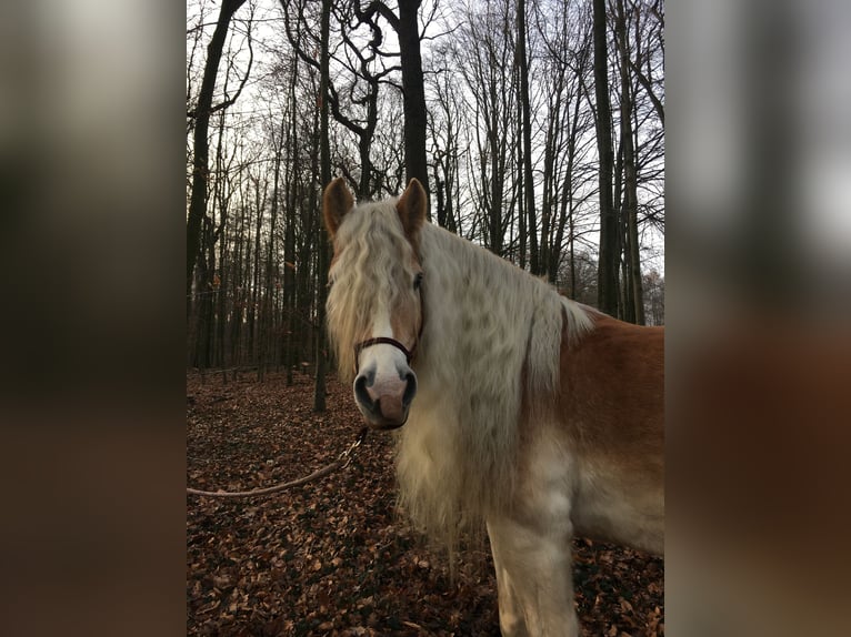 Haflinger Wallach 16 Jahre 157 cm Fuchs in Dortmund
