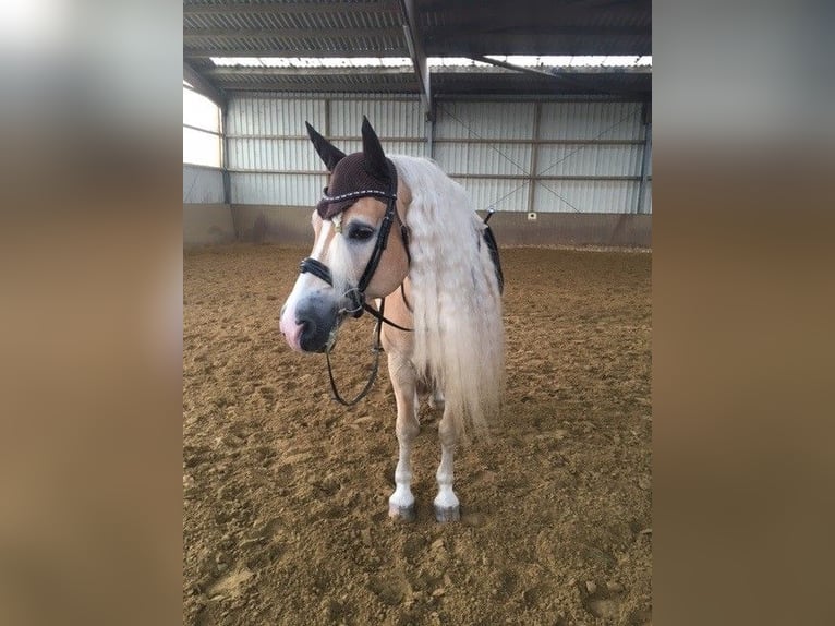 Haflinger Wallach 16 Jahre 157 cm Fuchs in Dortmund