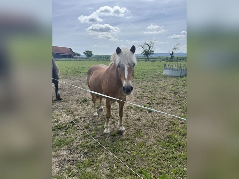 Haflinger Wallach 17 Jahre 140 cm Dunkelfuchs in Bückeburg
