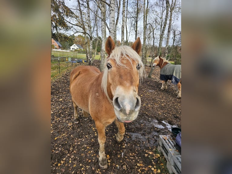 Haflinger Wallach 17 Jahre 145 cm  in Hitzacker