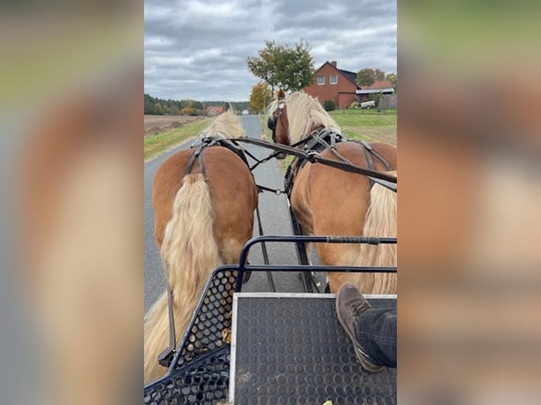 Haflinger Wallach 17 Jahre 145 cm  in Hitzacker