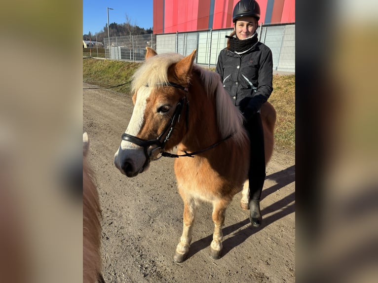 Haflinger Wallach 17 Jahre 145 cm in St.Veit an der Glan