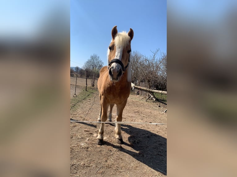 Haflinger Wallach 17 Jahre 145 cm in St.Veit an der Glan