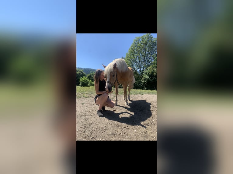 Haflinger Wallach 17 Jahre 145 cm in St.Veit an der Glan