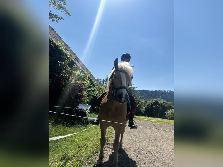 Haflinger Wallach 17 Jahre 145 cm in St.Veit an der Glan