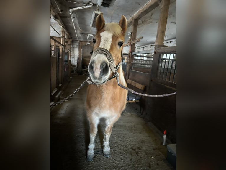 Haflinger Wallach 17 Jahre 145 cm in St.Veit an der Glan
