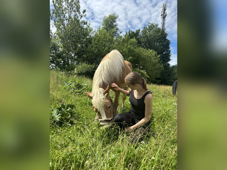 Haflinger Wallach 17 Jahre 145 cm in St.Veit an der Glan