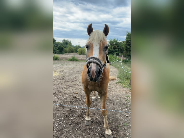 Haflinger Wallach 17 Jahre 145 cm in St.Veit an der Glan