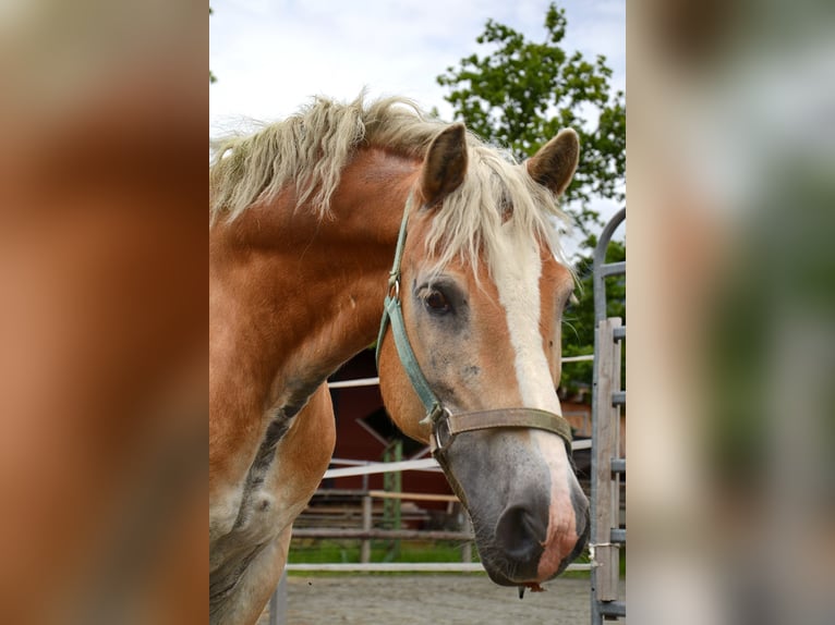 Haflinger Wallach 17 Jahre 145 cm in Unterletzen