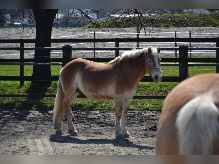 Haflinger Wallach 17 Jahre 145 cm in Unterletzen