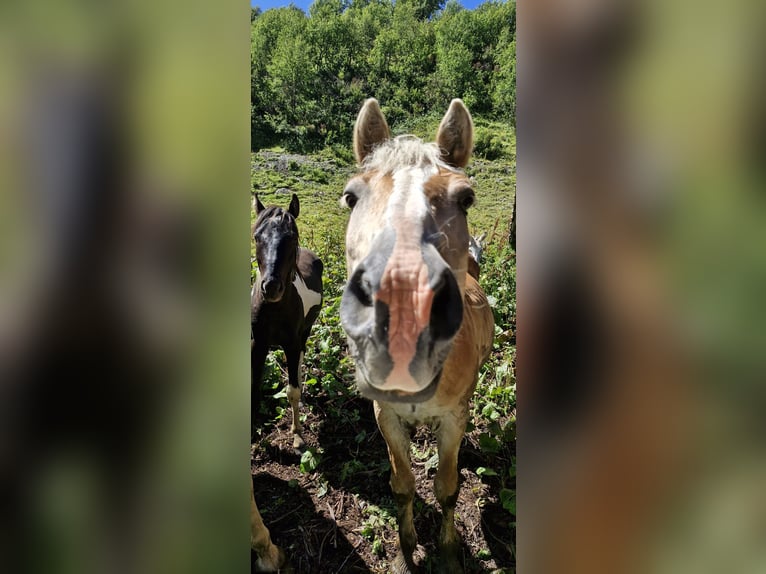 Haflinger Wallach 17 Jahre 145 cm in Unterletzen