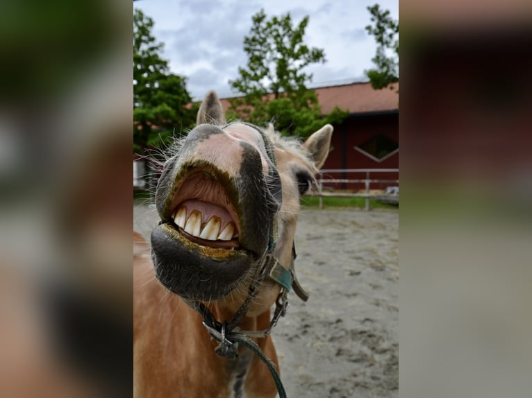 Haflinger Wallach 17 Jahre 145 cm in Unterletzen