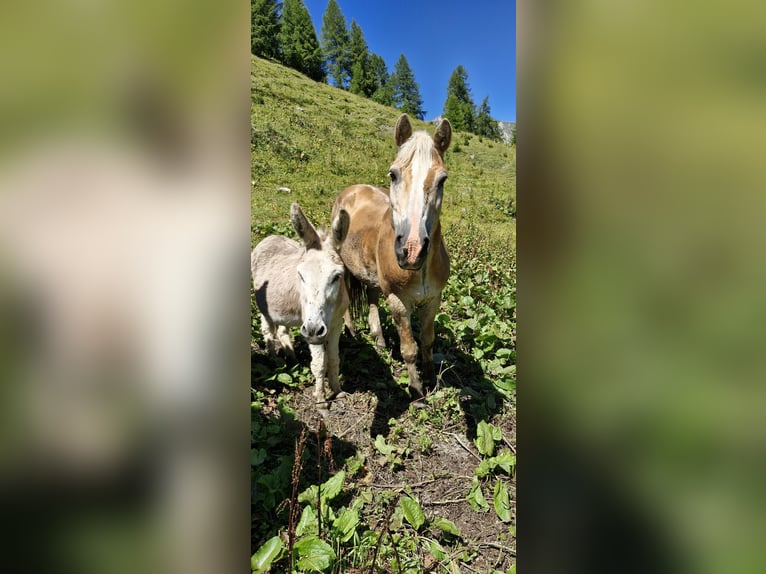 Haflinger Wallach 17 Jahre 145 cm in Unterletzen