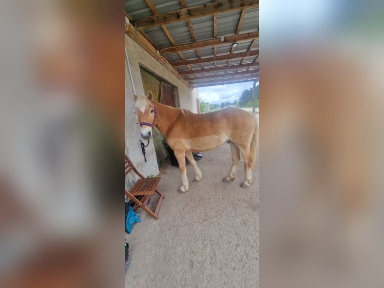 Haflinger Wallach 17 Jahre 150 cm Fuchs in Jühnsdorf