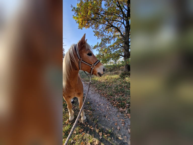 Haflinger Wallach 17 Jahre 150 cm Fuchs in Jühnsdorf