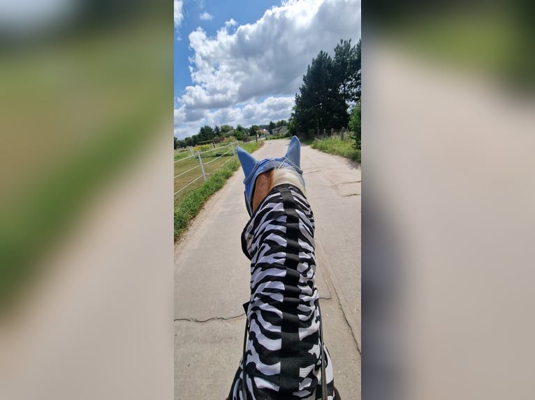 Haflinger Wallach 17 Jahre 150 cm Fuchs in Jühnsdorf