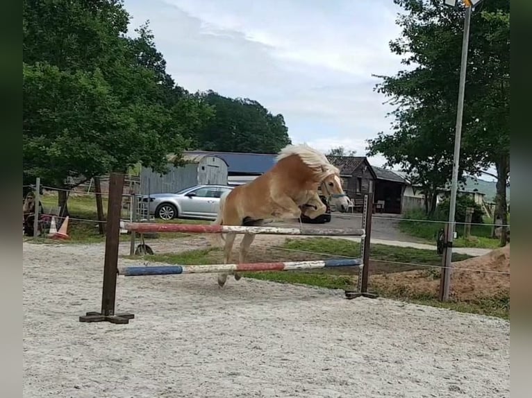 Haflinger Wallach 17 Jahre 151 cm Fuchs in Mömbris
