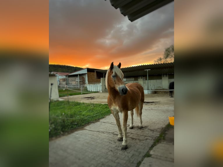 Haflinger Wallach 17 Jahre 151 cm Fuchs in Mömbris