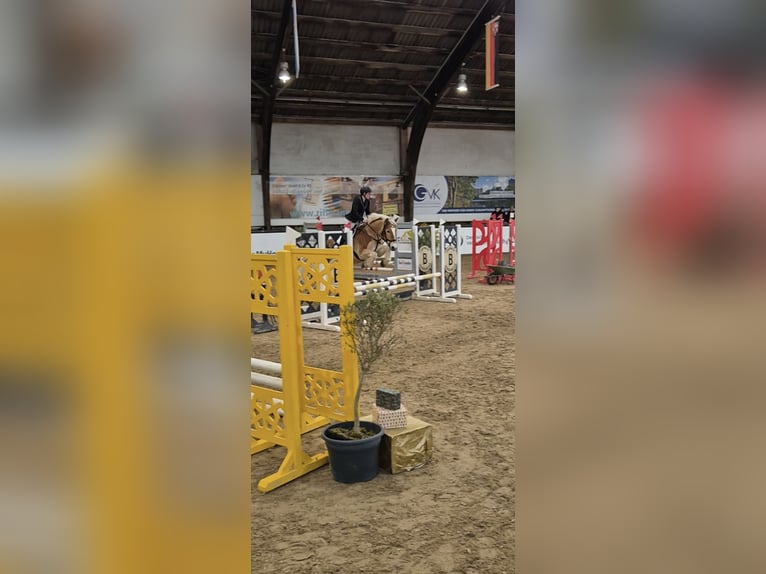 Haflinger Wallach 17 Jahre 151 cm Fuchs in Mömbris