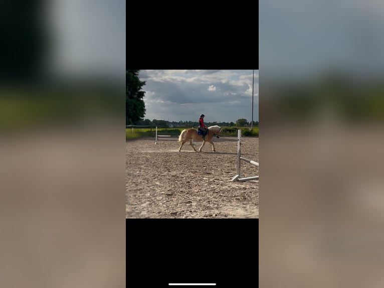 Haflinger Wallach 17 Jahre 151 cm Fuchs in Mömbris