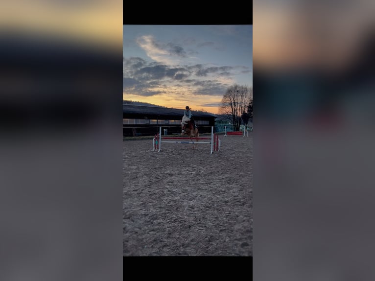 Haflinger Wallach 17 Jahre 151 cm Fuchs in Mömbris