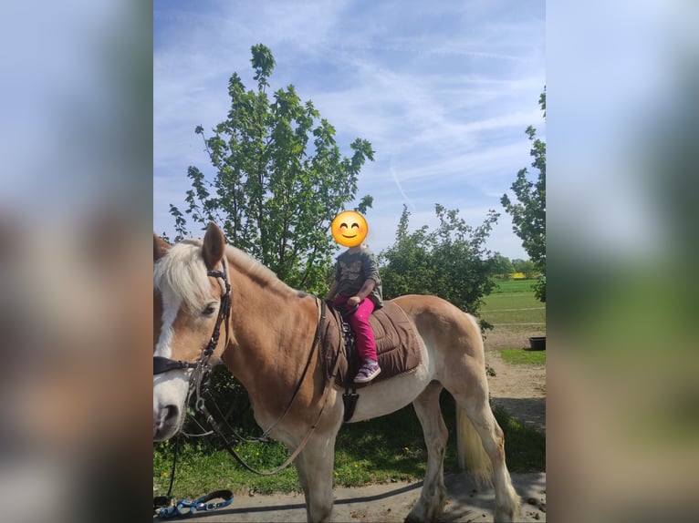 Haflinger Wallach 17 Jahre 152 cm Hellbrauner in Neukirch