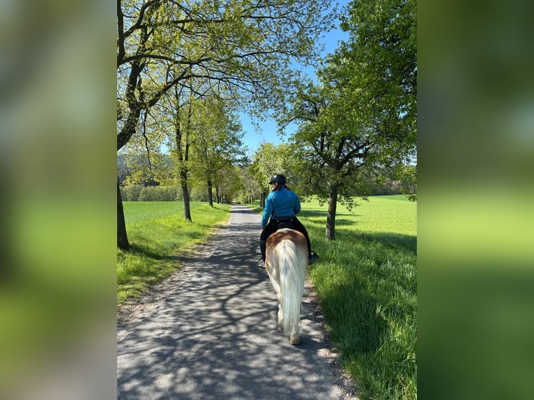 Haflinger Wallach 17 Jahre 152 cm Hellbrauner in Neukirch