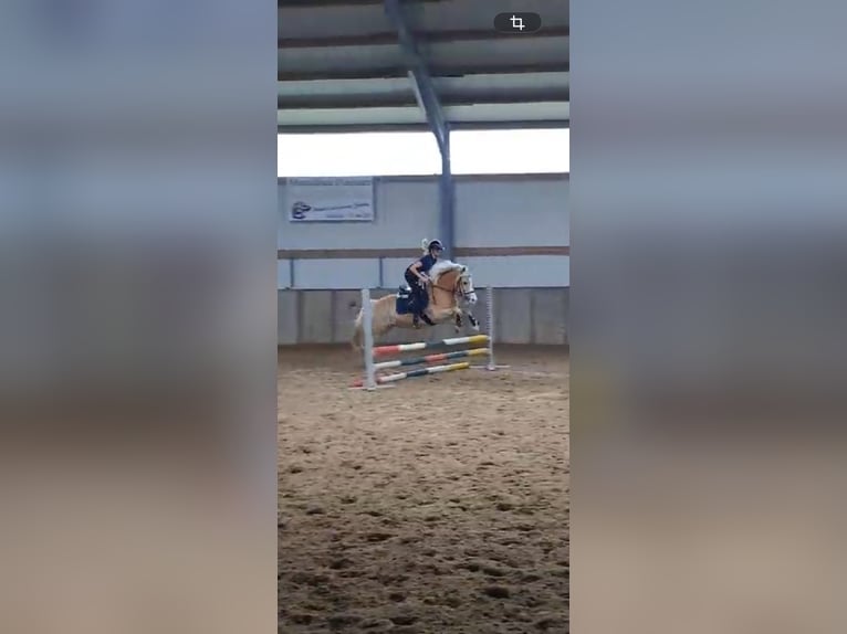 Haflinger Wallach 17 Jahre 153 cm  in Friedeburg
