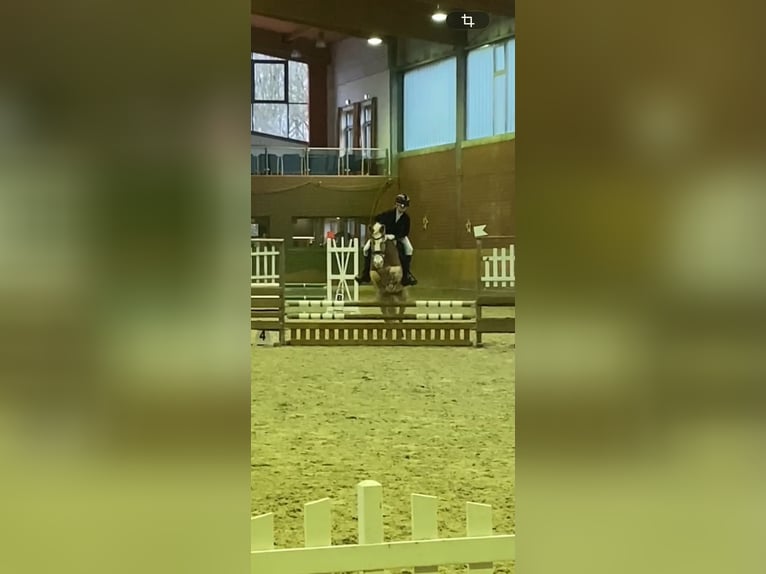 Haflinger Wallach 17 Jahre 153 cm  in Friedeburg