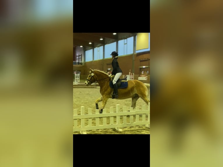Haflinger Wallach 17 Jahre 153 cm  in Friedeburg