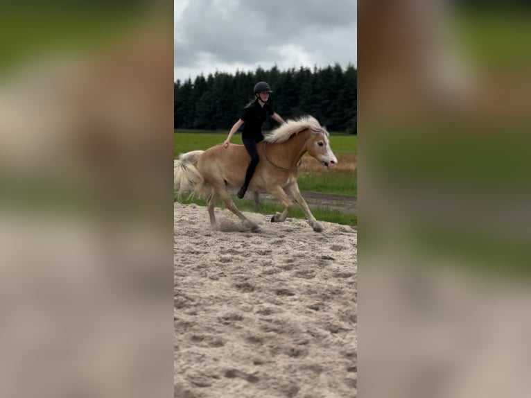 Haflinger Wallach 17 Jahre 153 cm  in Friedeburg