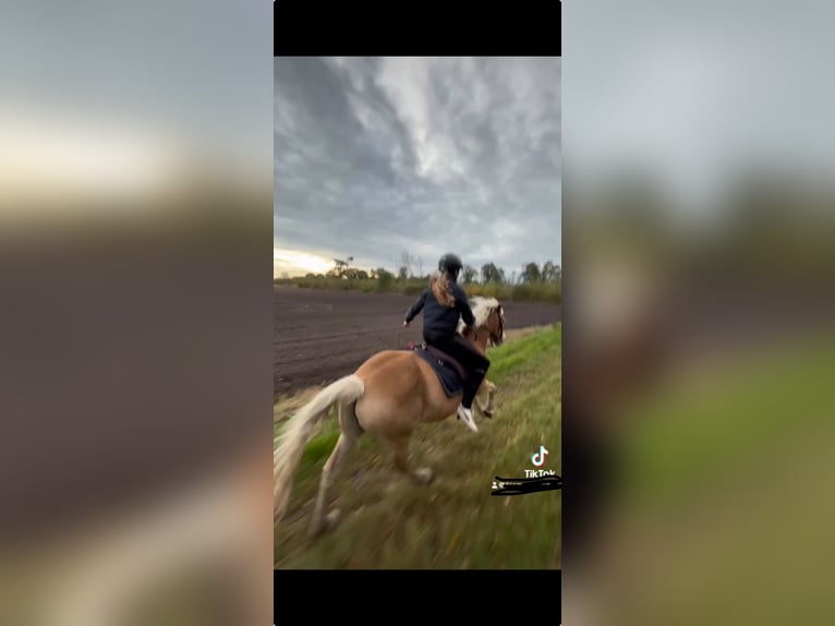 Haflinger Wallach 17 Jahre 153 cm  in Friedeburg