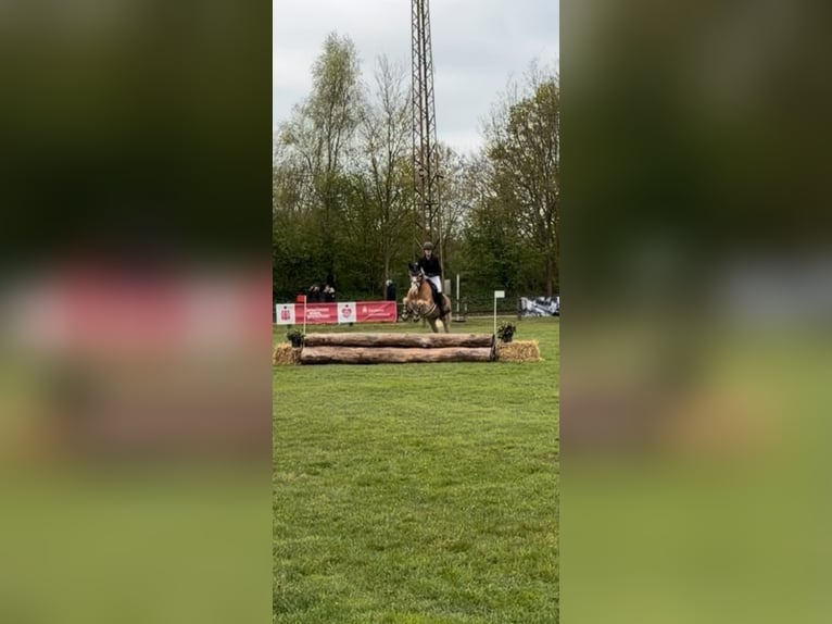Haflinger Wallach 17 Jahre 153 cm  in Friedeburg