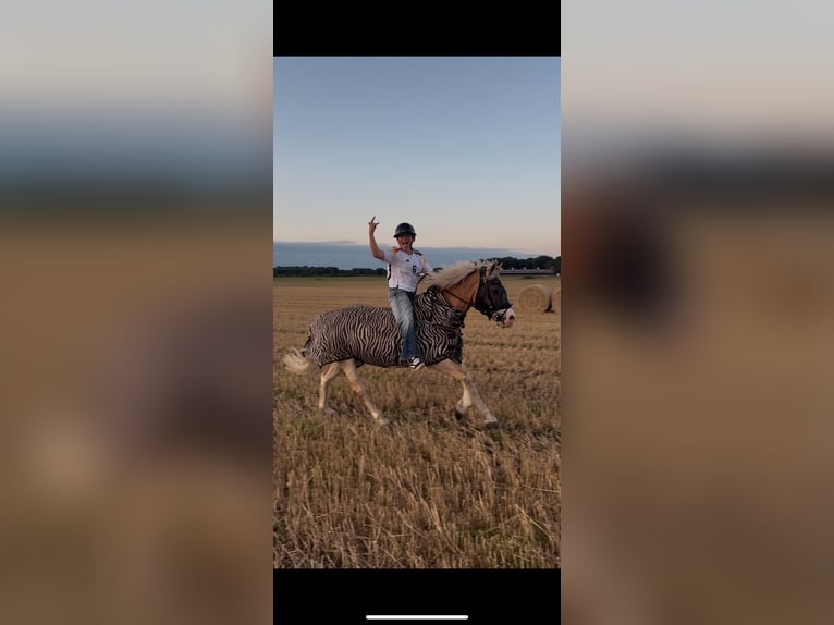 Haflinger Wallach 17 Jahre 153 cm  in Friedeburg