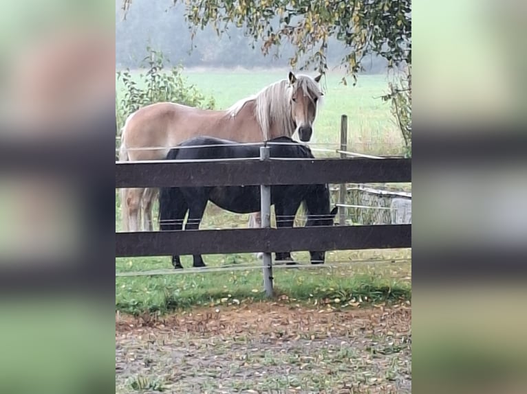 Haflinger Wallach 17 Jahre 153 cm Fuchs in Uplengen