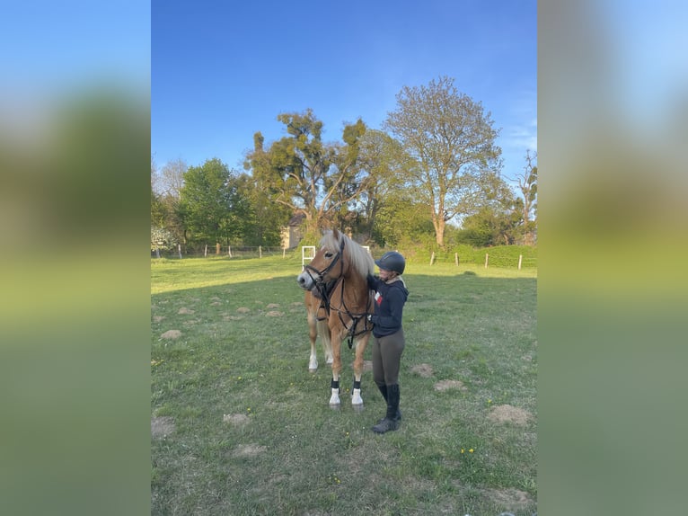 Haflinger Wallach 17 Jahre in Dahmen
