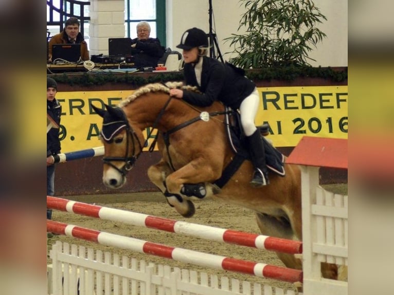 Haflinger Wallach 17 Jahre in Dahmen