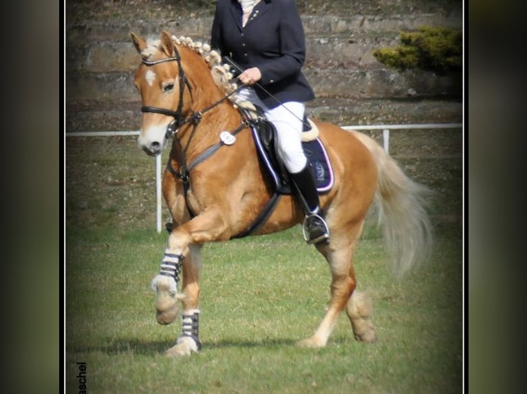 Haflinger Wallach 17 Jahre in Dahmen