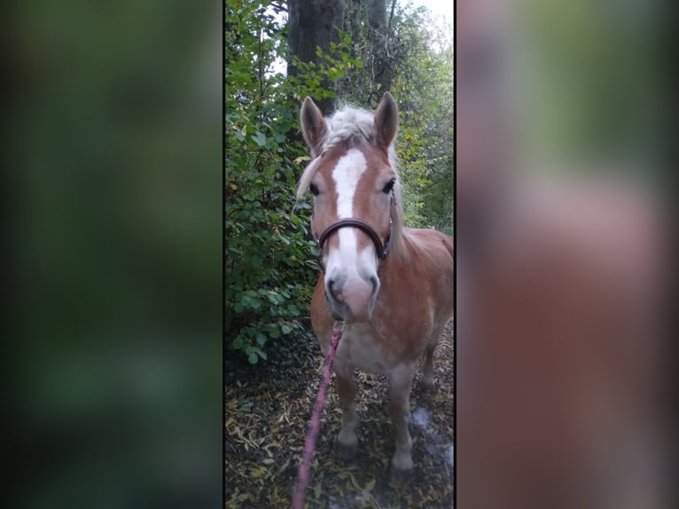 Haflinger Wallach 18 Jahre 140 cm Palomino in Geilenkirchen