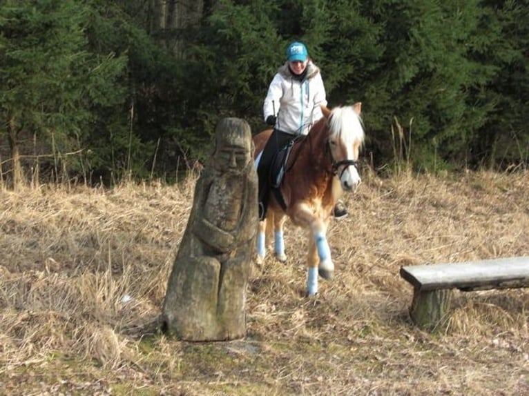 Haflinger Wallach 18 Jahre 142 cm Palomino in bergen