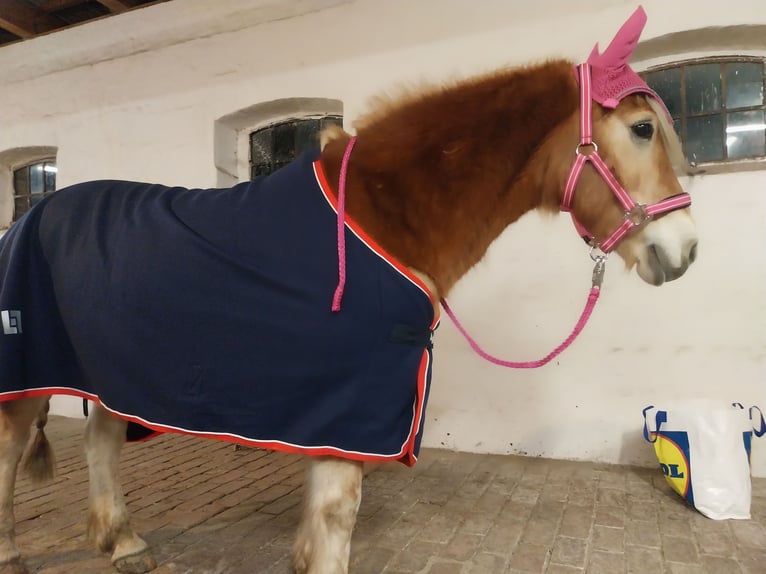 Haflinger Wallach 18 Jahre 143 cm Cremello in Bergen