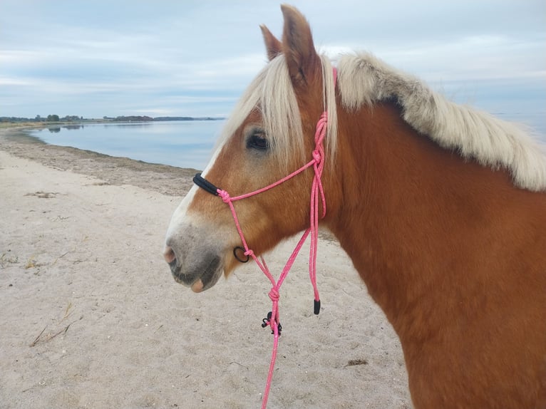 Haflinger Wallach 18 Jahre 143 cm Cremello in Bergen