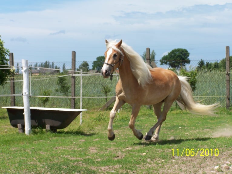 Haflinger Wallach 18 Jahre 143 cm Cremello in Bergen