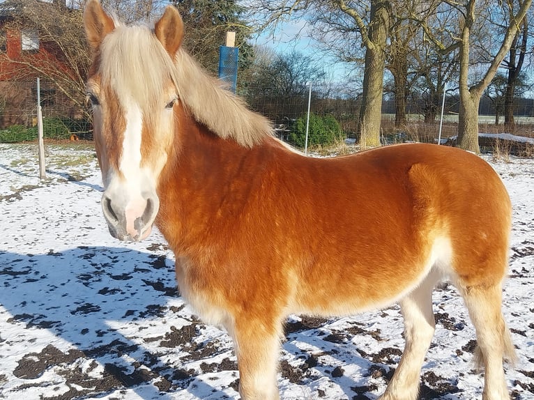 Haflinger Wallach 18 Jahre 143 cm Cremello in Bergen