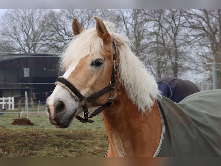 Haflinger Wallach 18 Jahre 143 cm Fuchs in Mielkendorf