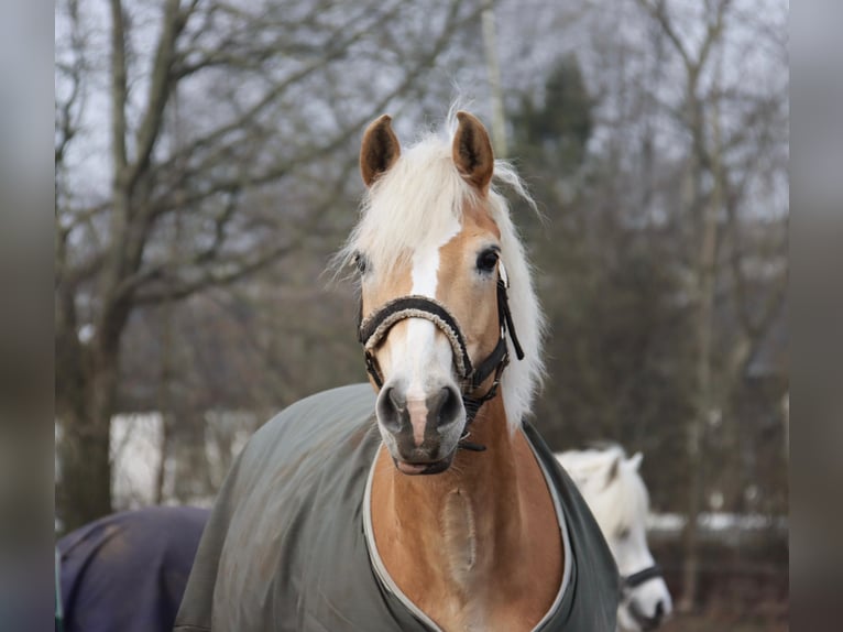 Haflinger Wallach 18 Jahre 143 cm Fuchs in Mielkendorf